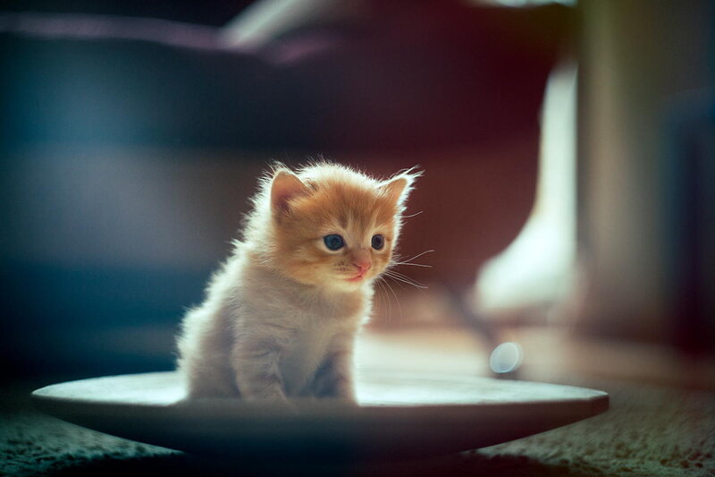 Orange Kitten on Plate