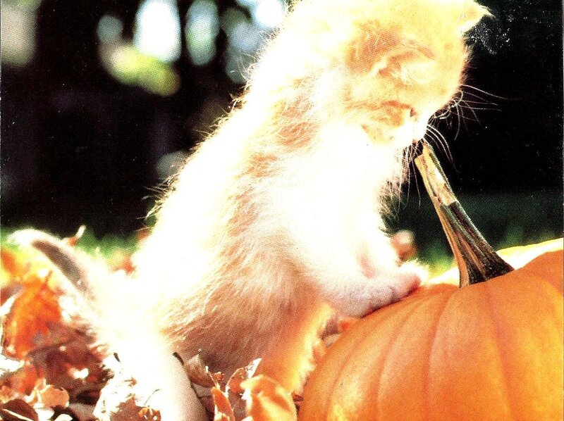 Orange Kitten on Pumpkin
