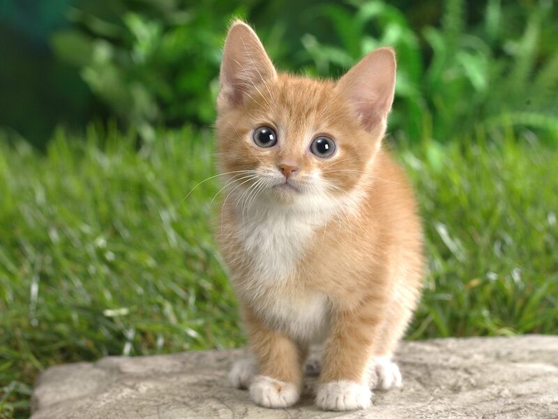 Orange Kitten on Rock — Calm, Photograph