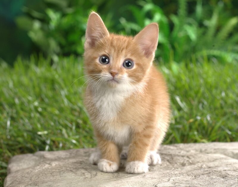 Orange Kitten on Rock — Calm