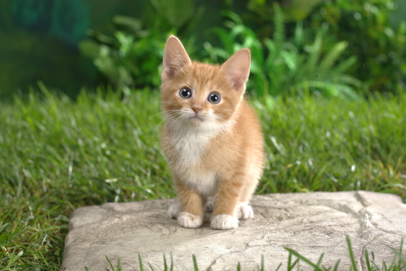 Orange Kitten on Rock
