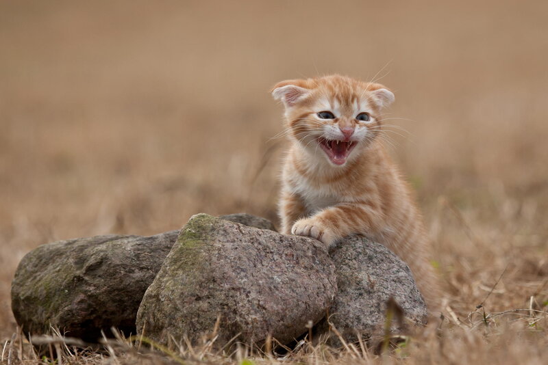 Orange Kitten on Rocks — Playful