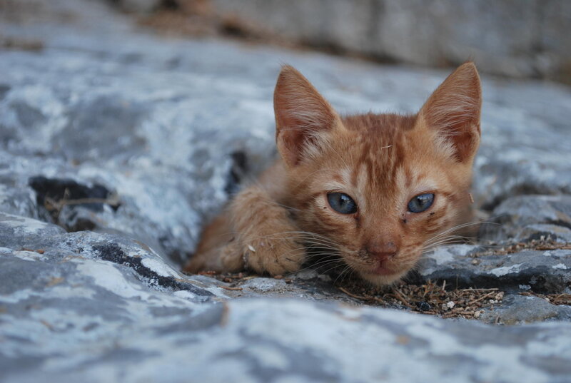 Orange Kitten on Rocks