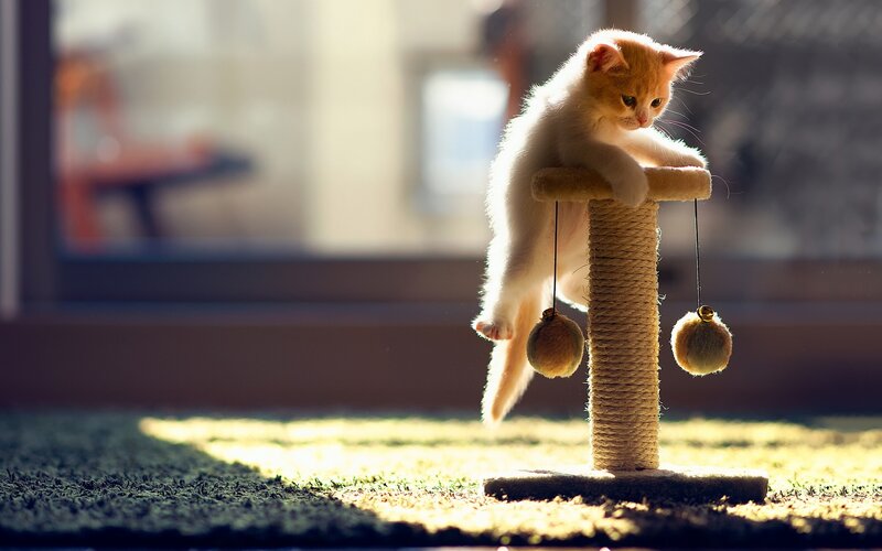 Orange Kitten on Scratching Post — Calm, Morning, Photograph