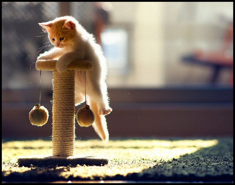 Orange Kitten on Scratching Post — Calm