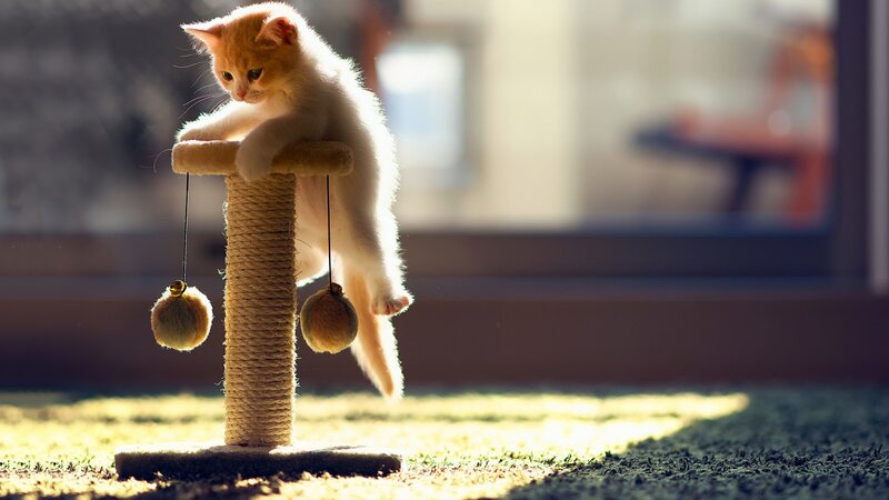 Orange Kitten on Scratching Post — Playful