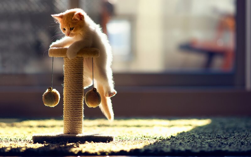 Orange Kitten on Scratching Post — Serene, Afternoon
