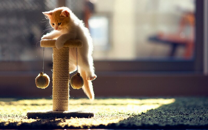 Orange Kitten on Scratching Post — Serene