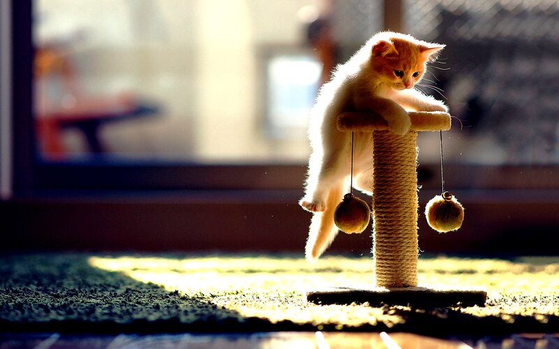 Orange Kitten on Scratching Post