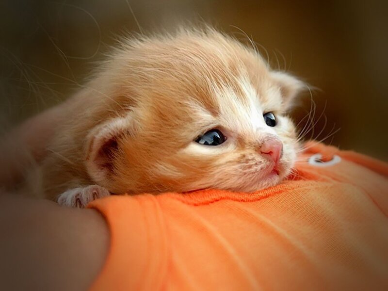 Orange Kitten on Shoulder — Calm, Photograph, Shirt
