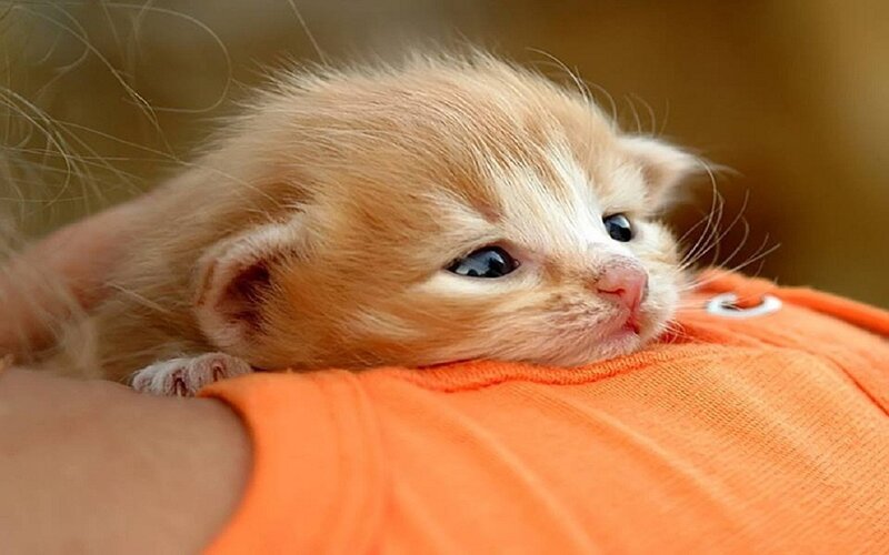 Orange Kitten on Shoulder — Calm, Photograph