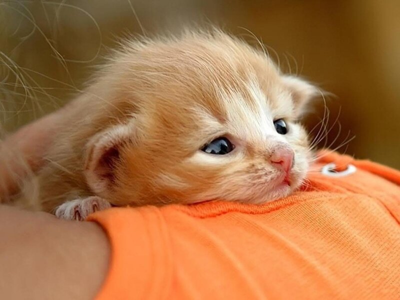 Orange Kitten on Shoulder — Calm