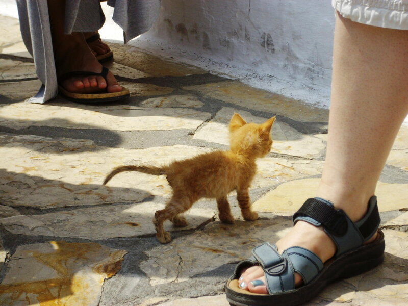 Orange Kitten on Stone — Calm, Afternoon