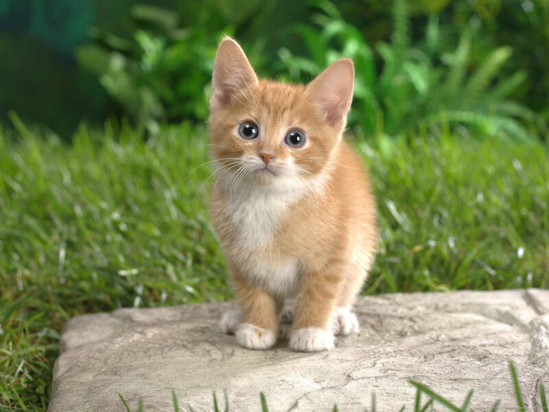 Orange Kitten on Stone — Calm, Photograph