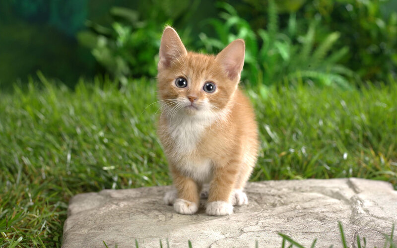 Orange Kitten on Stone
