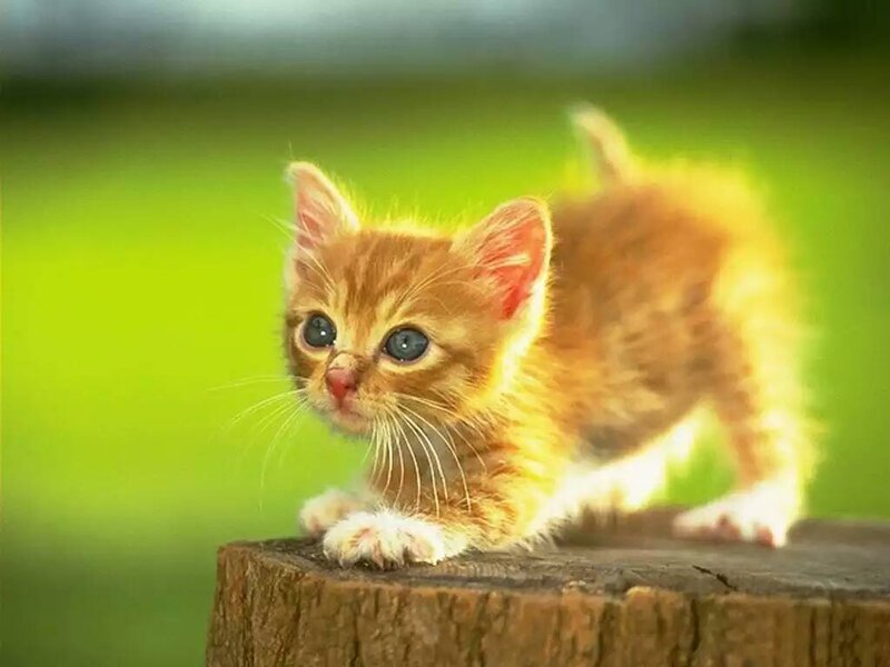 Orange Kitten on Stump — Curious, Afternoon