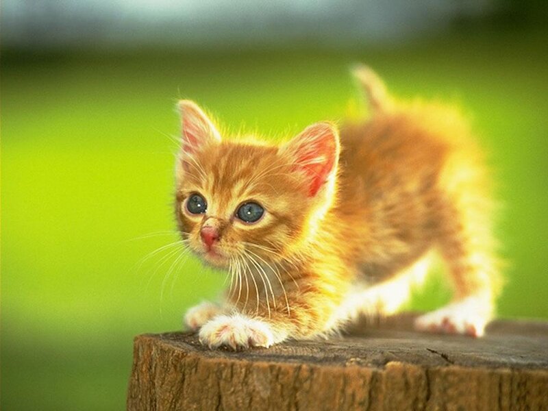 Orange Kitten on Stump — Curious
