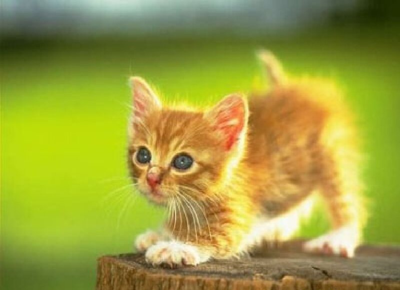 Orange Kitten on Stump