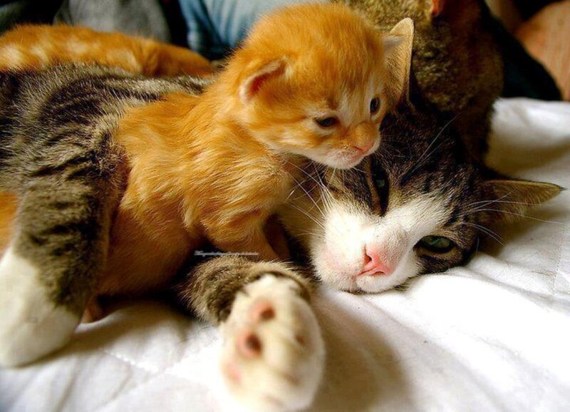 Orange Kitten on Tabby Cat