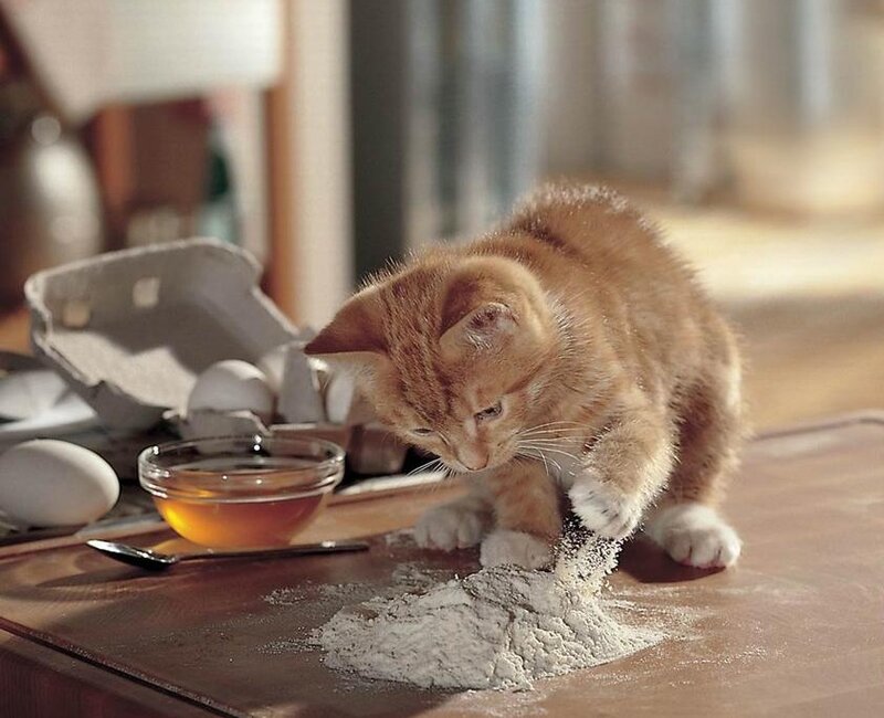 Orange Kitten on Table — Brown