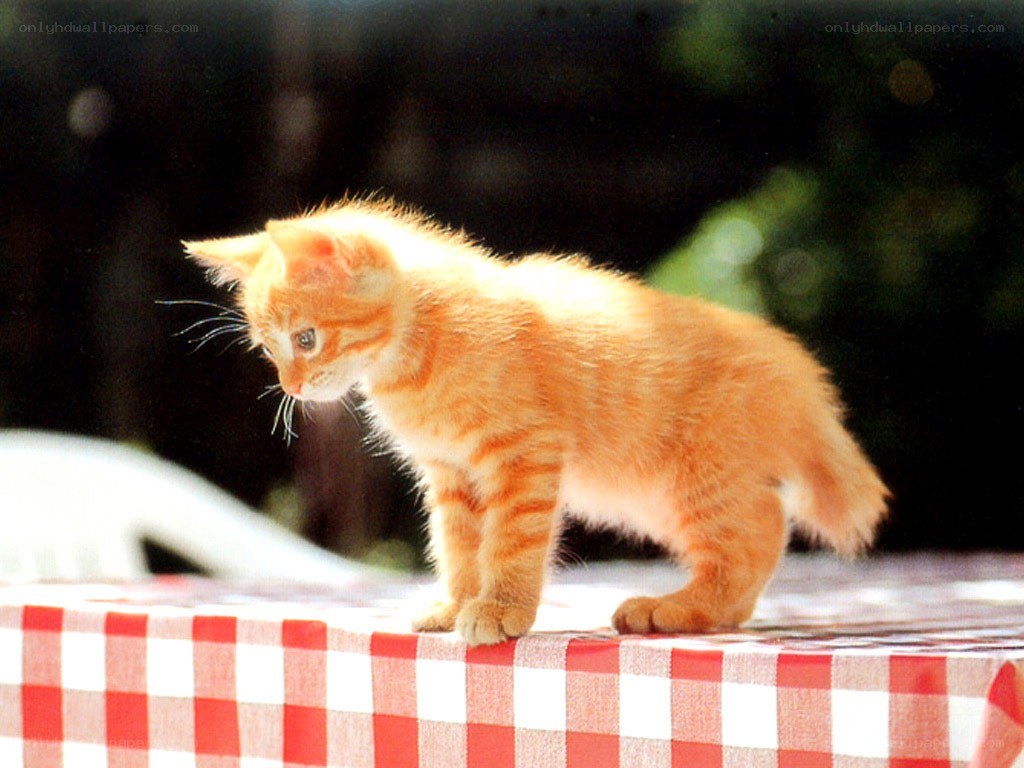 orange kitten on table