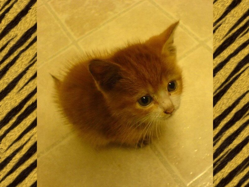Orange Kitten on Tile