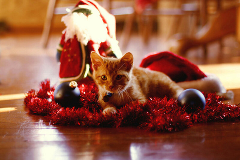 Orange Kitten on Tinsel
