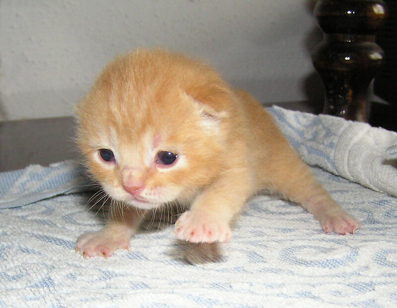 Orange Kitten on Towel