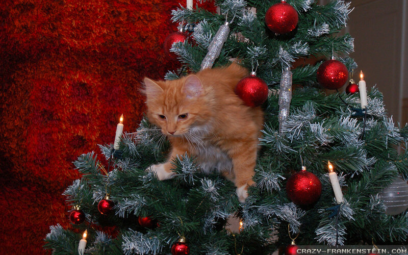 Orange Kitten on Tree — Green