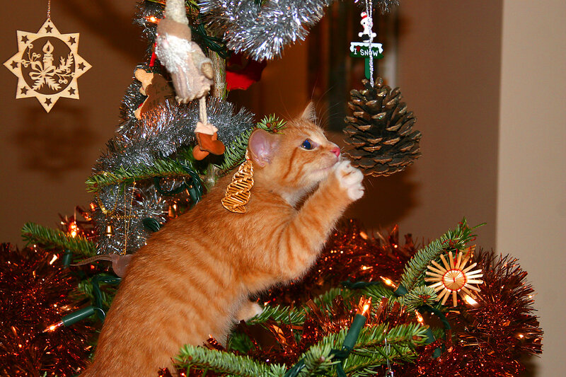 Orange Kitten on Tree — Playful