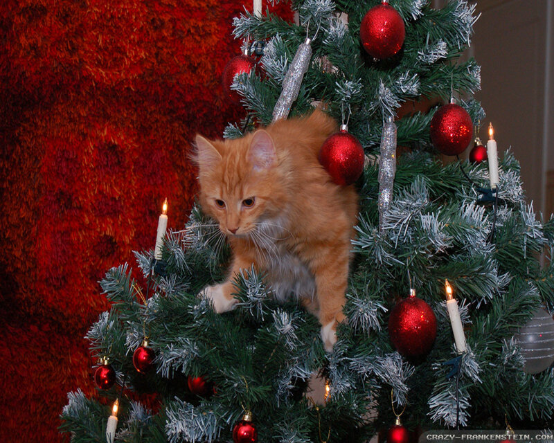Orange Kitten on Tree — Red