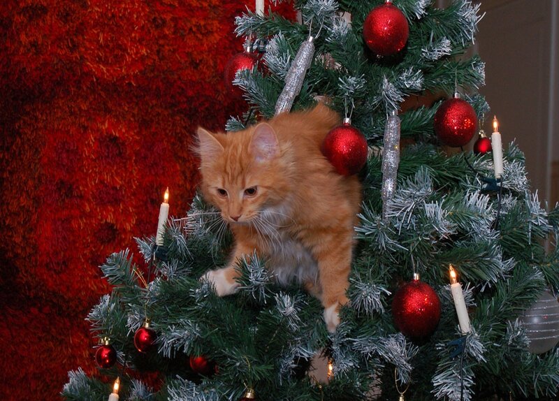 Orange Kitten on Tree