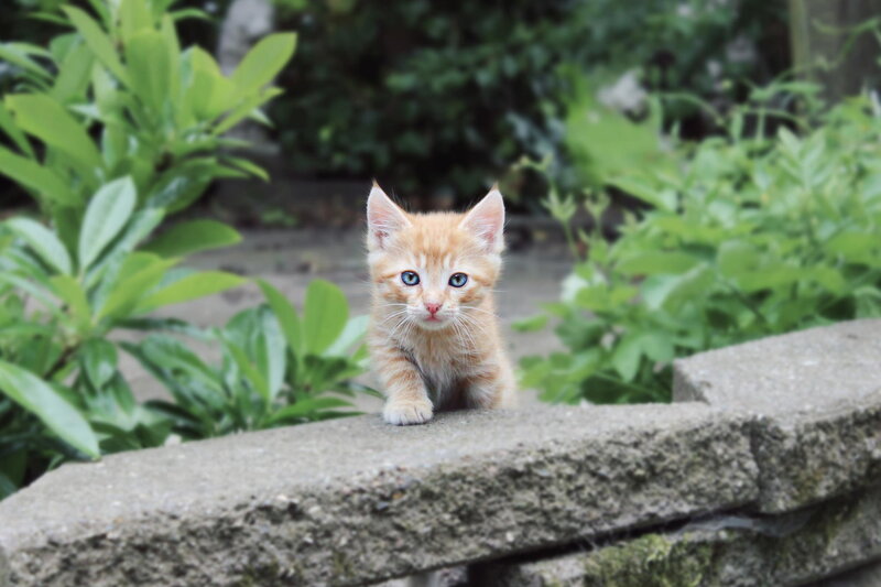 Orange Kitten on Wall — Calm