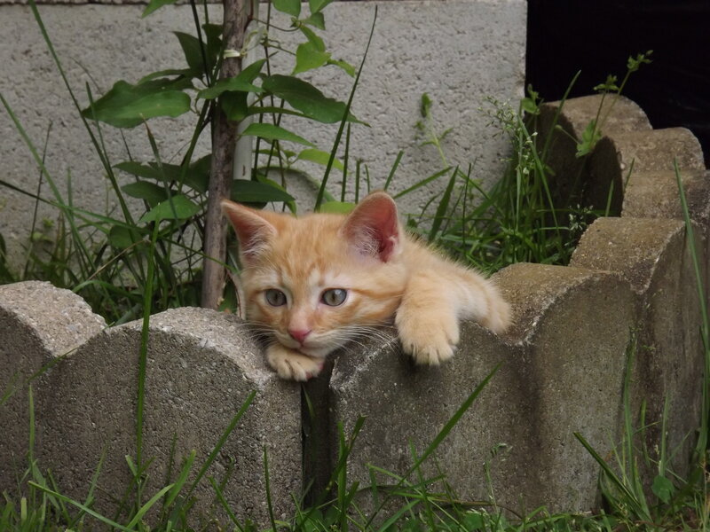 Orange Kitten on Wall — Curious