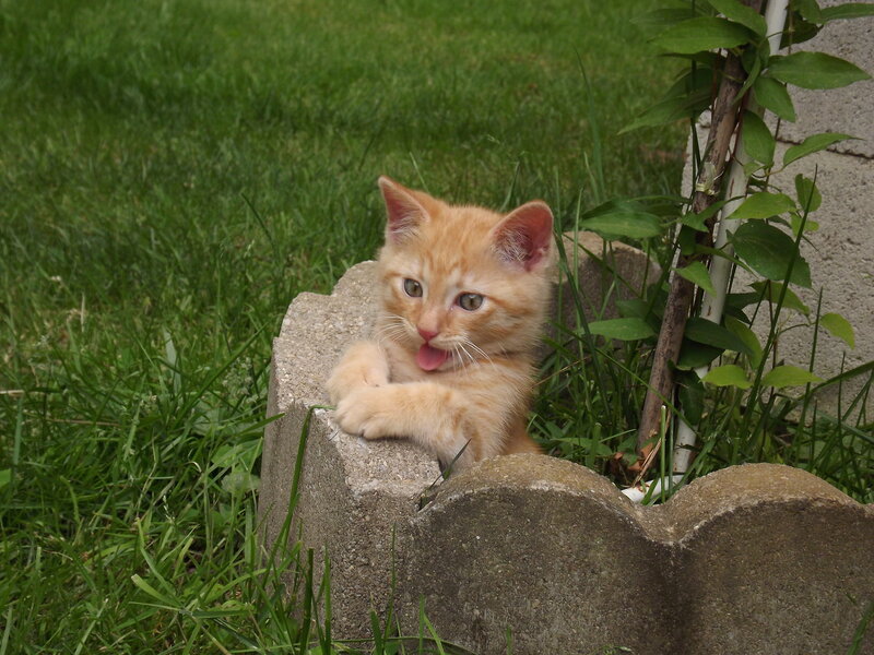 Orange Kitten on Wall