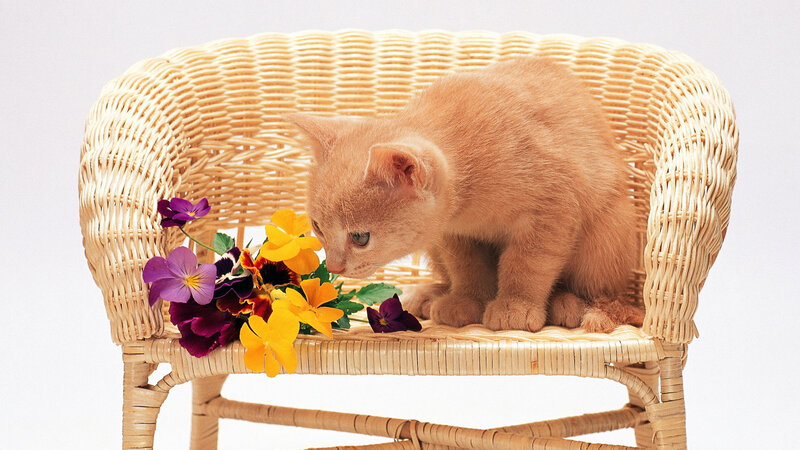 Orange Kitten on Wicker Chair