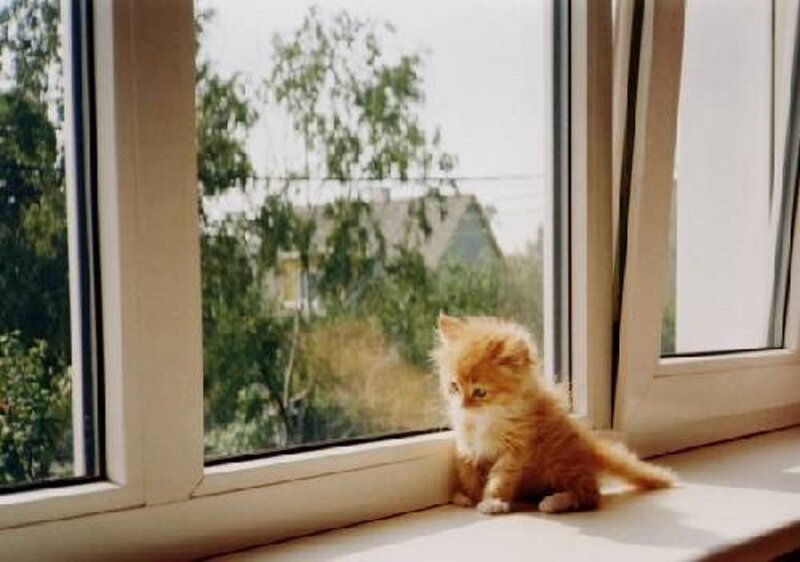 Orange Kitten on Windowsill