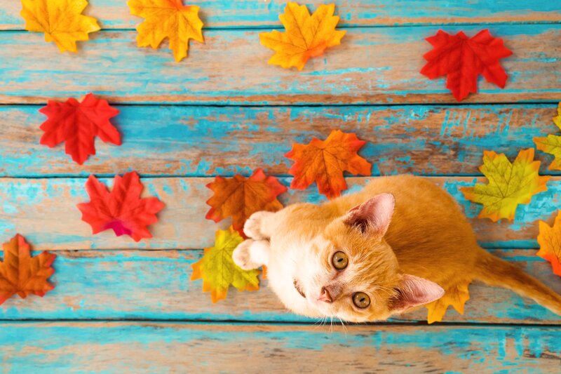 Orange Kitten on Wood — Blue