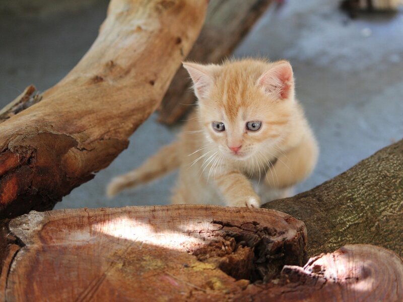 Orange Kitten on Wood — Curious, Afternoon