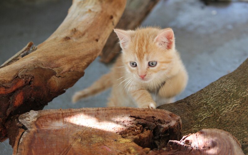 Orange Kitten on Wood — Curious, Photograph