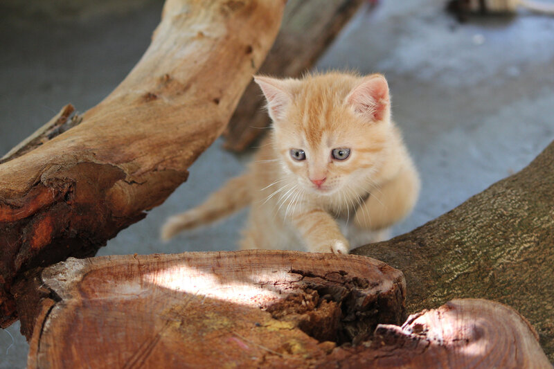 Orange Kitten on Wood — Curious