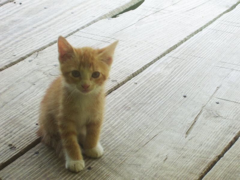Orange Kitten on Wood