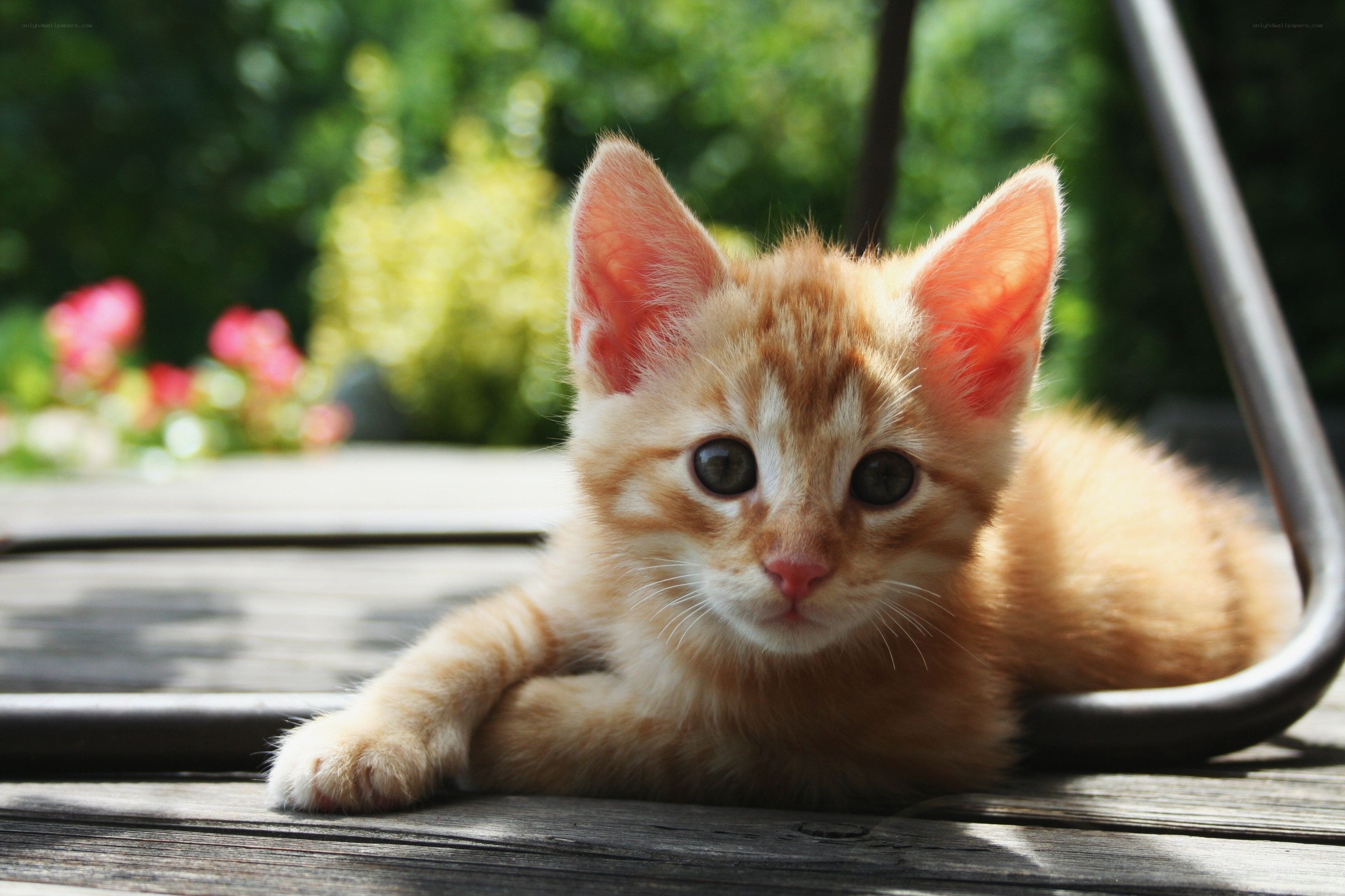 Orange kitten on wooden deck