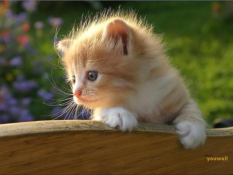 Orange Kitten on Wooden Surface — Calm