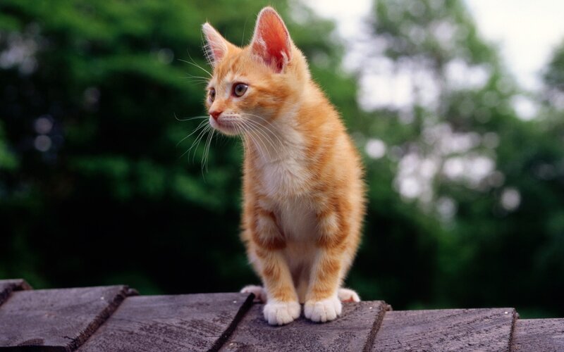orange kitten on wooden surface