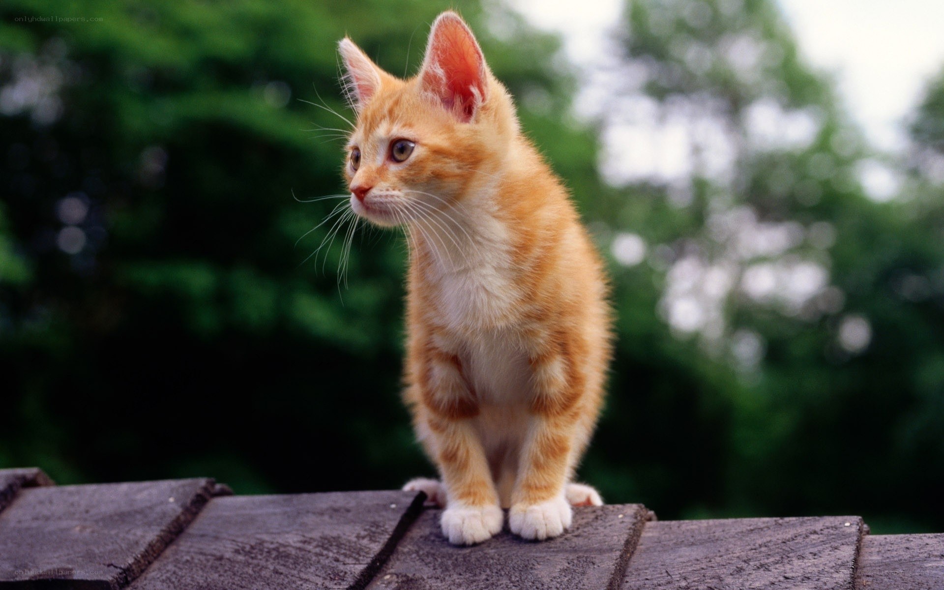 orange kitten on wooden surface