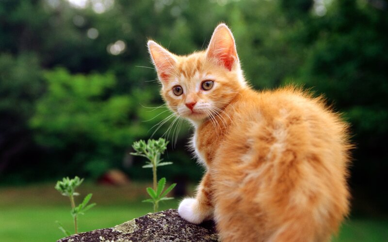 Orange kitten outdoors