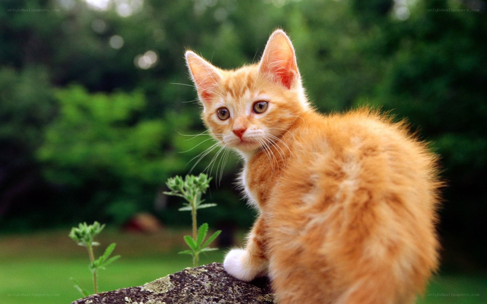 Orange kitten outdoors