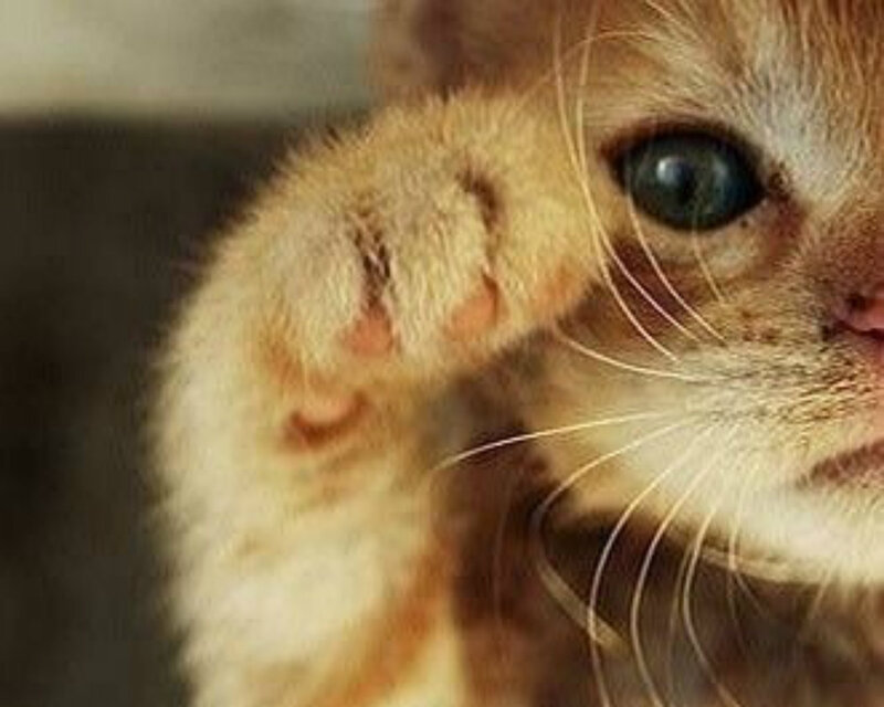 Orange Kitten Paw