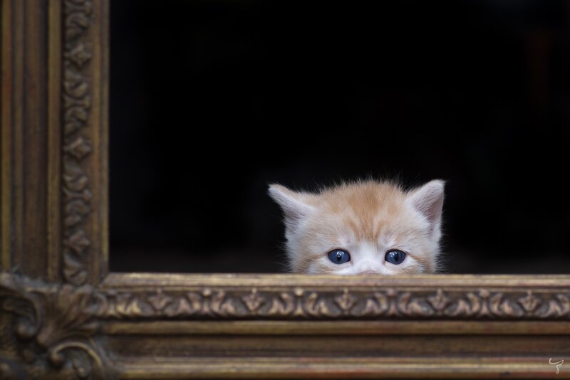 Orange Kitten Peeking — Brown